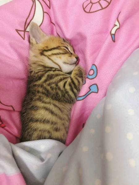 cute little kitten sleeping on the bed