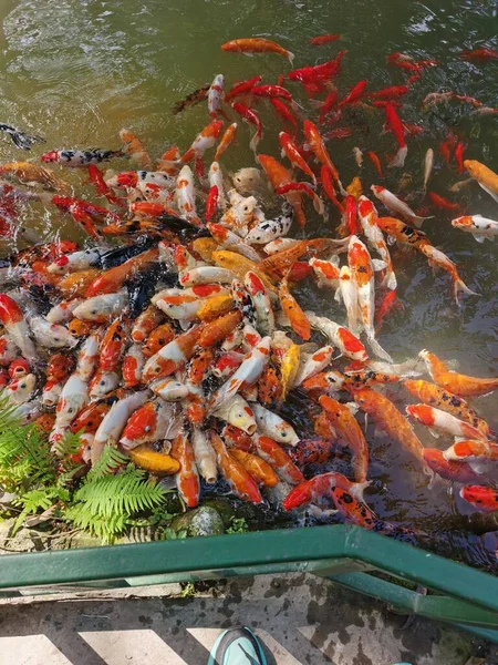 asian koi fish in pond water
