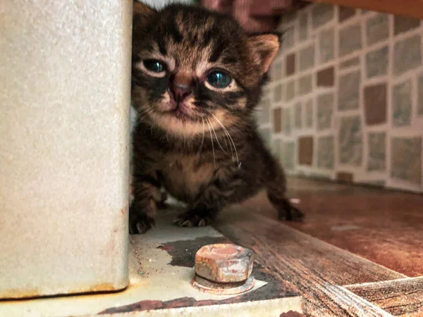 cute cat with a box