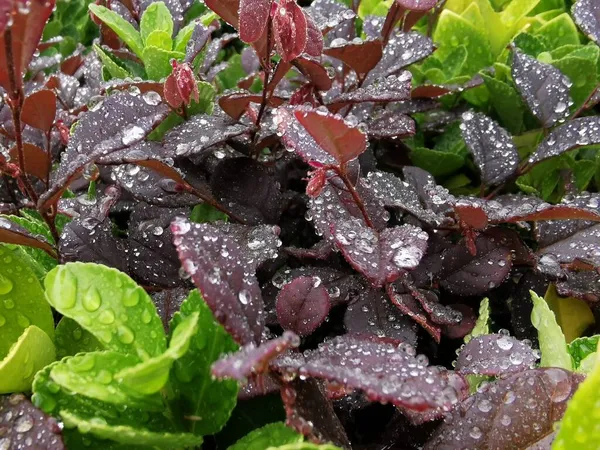 salad with red and green leaves