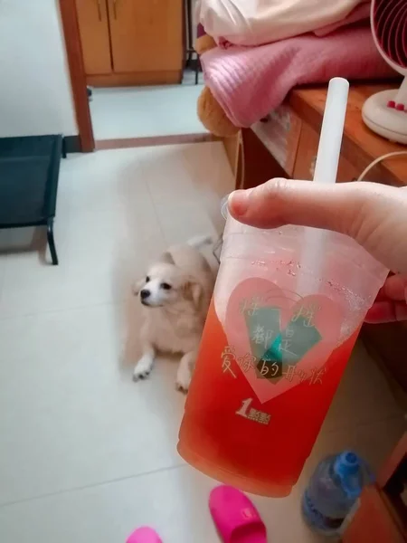 dog in the veterinary clinic