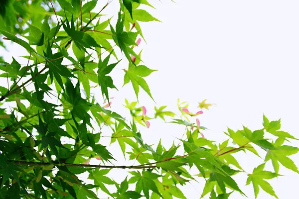 green leaves on a white background