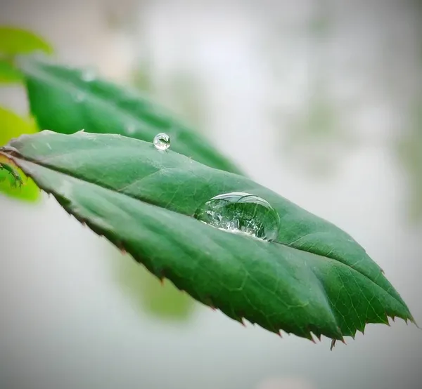 green leaf with dew drops on a white background