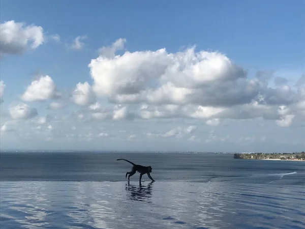 a beautiful view of a dog in the sea
