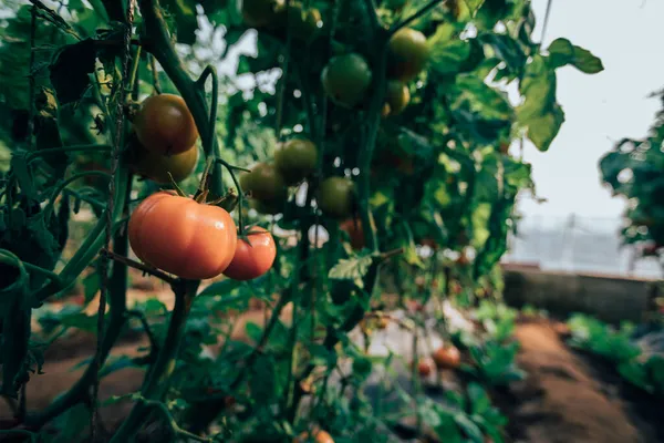 tomatoes in the garden