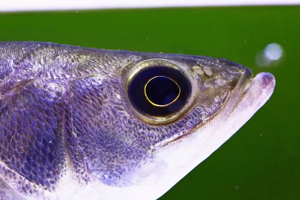 close up of a head of a fish