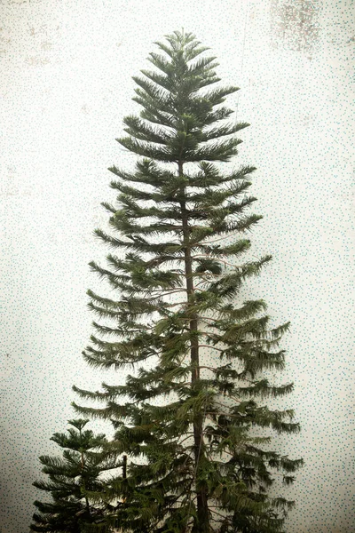 christmas tree with shadow on white background