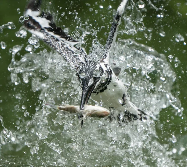 a closeup shot of a jumping water with a ball of a female