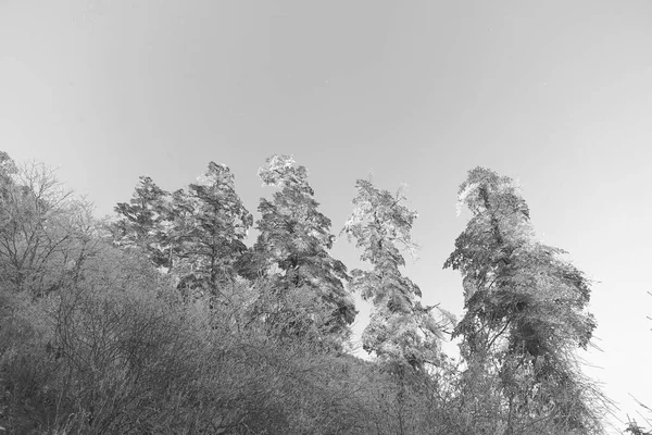 nature environment foliage and trees in forest