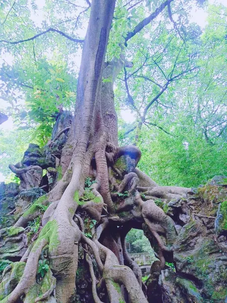 tree roots in the forest