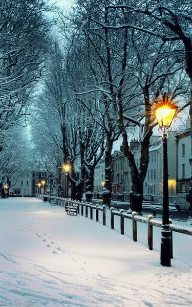 winter night city street with snow and trees