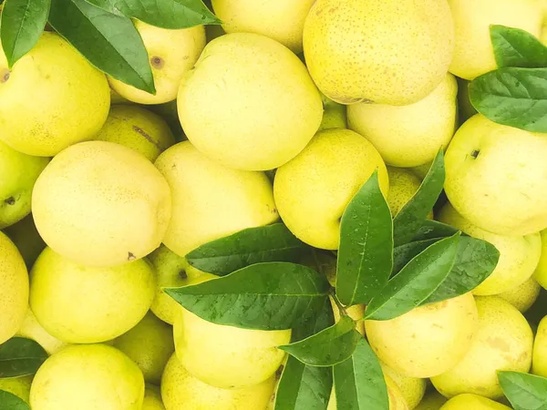 ripe yellow lemons on a white background