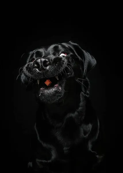 black dog on a dark background