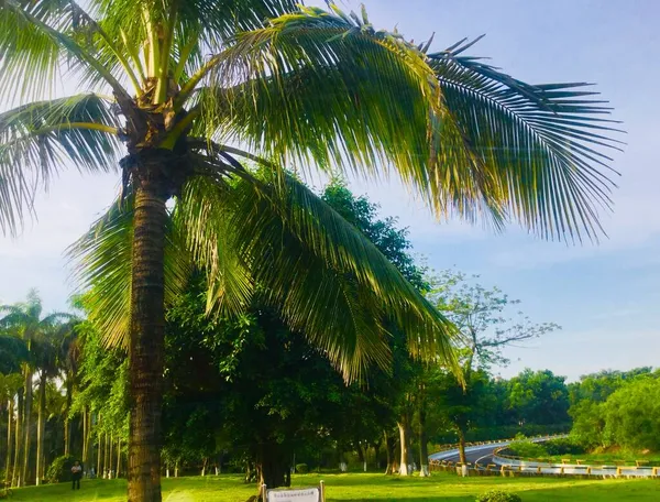 palm trees in the park