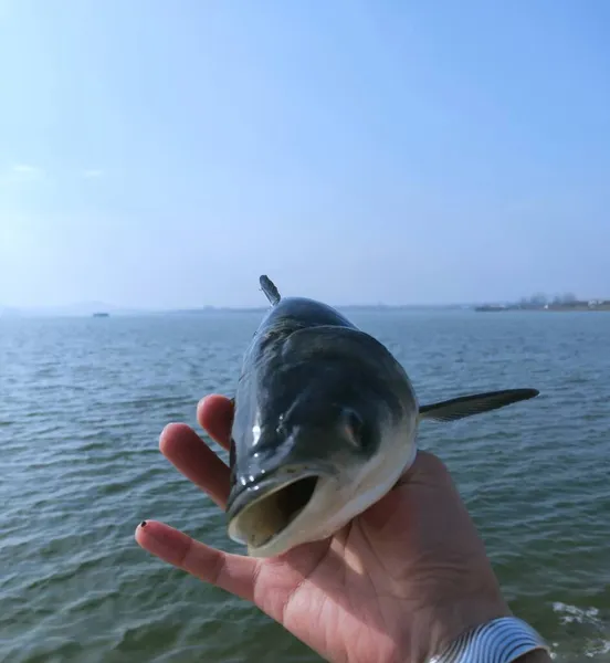 sea fish in the lake