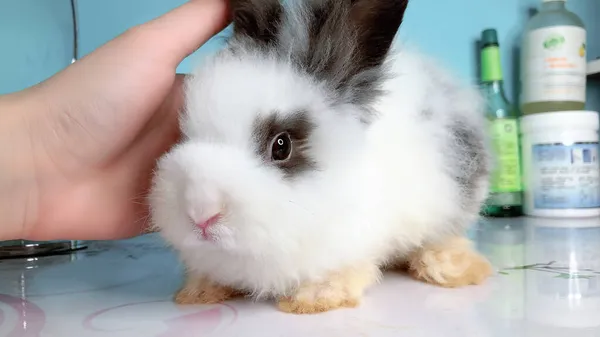 cute little rabbit with a white bunny ears