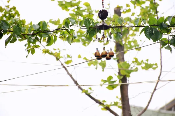 bird nest hanging on tree branch