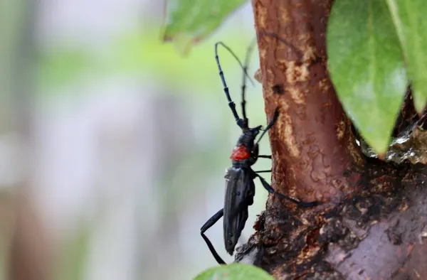 a closeup shot of a black and white beetle