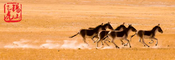 a herd of wild animals in the savannah of kenya