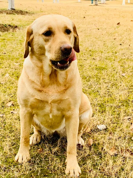 yellow labrador retriever sitting on the grass