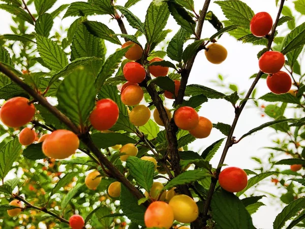 cherry tomatoes on a tree branch
