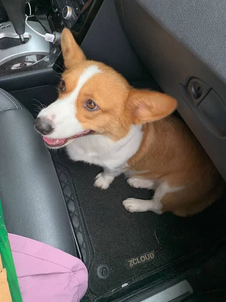 dog sitting in the car seat