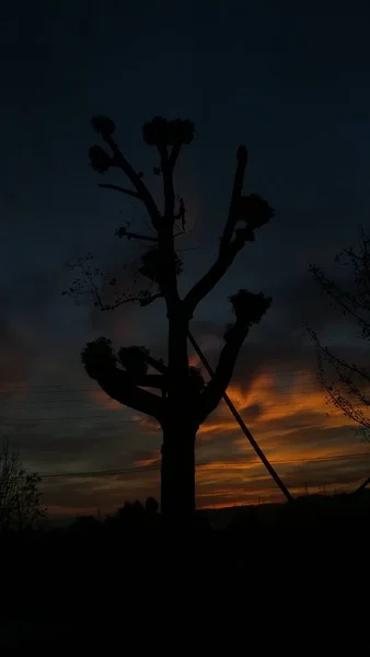 silhouette of a tree in the desert