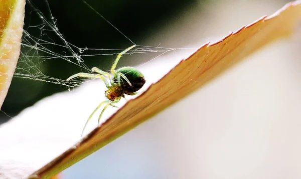 spider on a web site