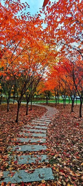 autumn landscape with colorful leaves