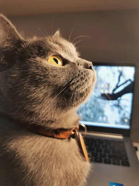 cat with a laptop on the background of the window