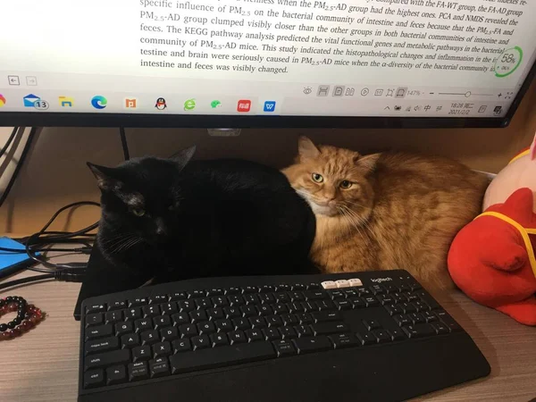 cat and mouse on the keyboard