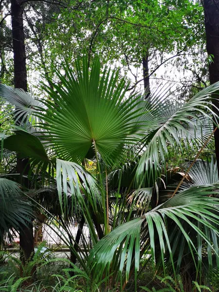 green tropical palm leaves in the park