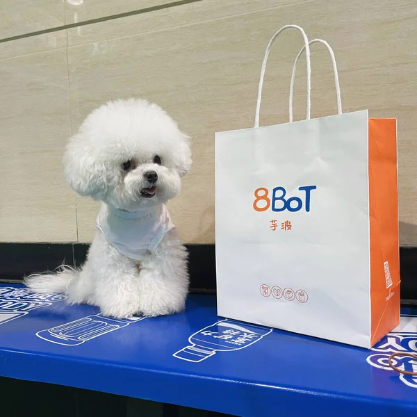 dog shop with shopping bag and gift box