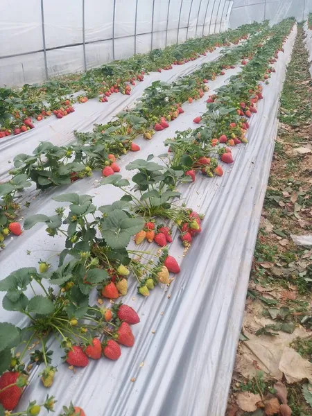 red and white strawberries growing in greenhouse