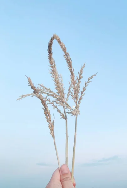 hand holding a wheat ears on a blue sky background