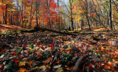 podzimní les s barevnými listy