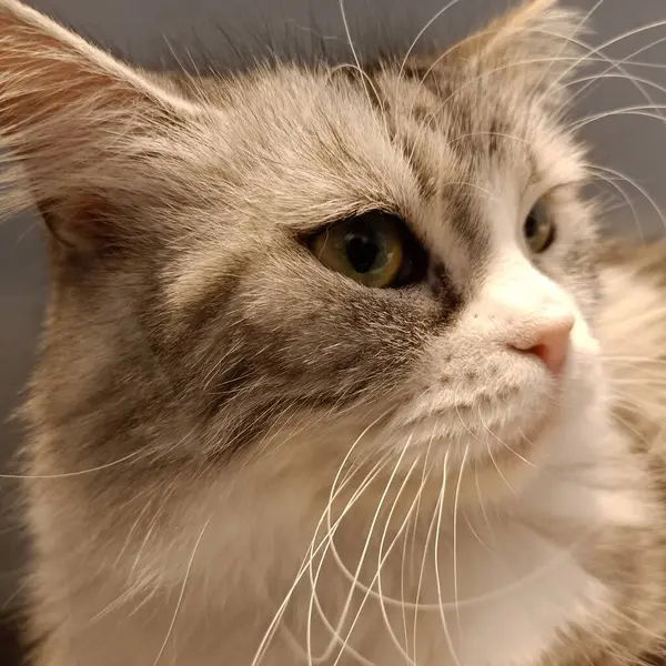 stock image portrait of a cute cat