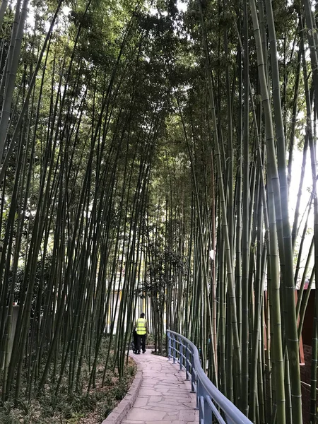 Bosque Bambú Arashiyama — Foto de Stock