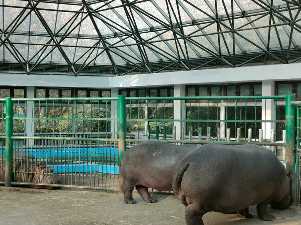 Ein Großer Und Freundlicher Büffel Zoo — Stockfoto