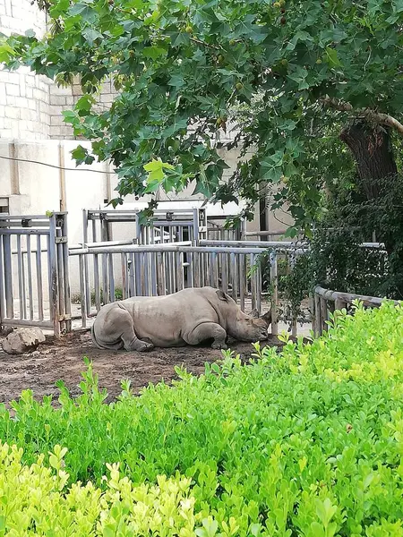 Grand Rhinocéros Blanc Dans Zoo — Photo