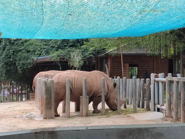 Éléphant Dans Zoo — Photo