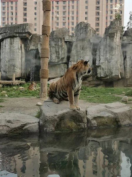Ein Großer Weißer Tiger Zoo — Stockfoto