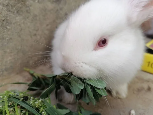 Белый Кролик Саду — стоковое фото
