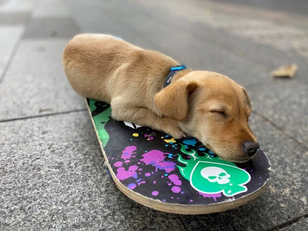 cute puppy dog on the street