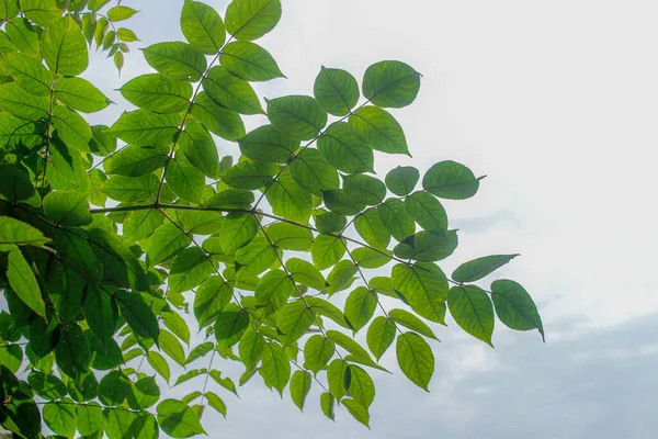 green leaves on a white background