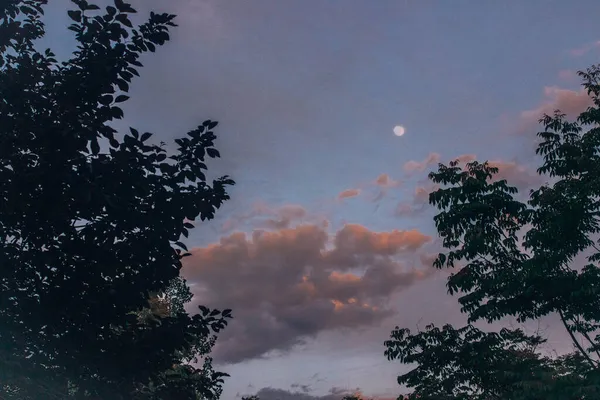 Stock image beautiful sunset in the forest