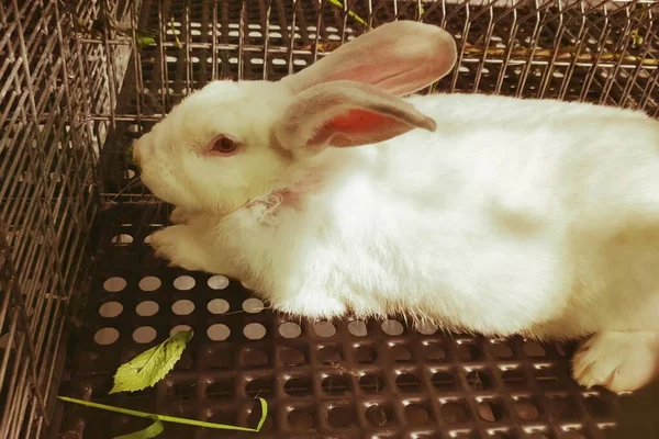 Белый Кролик Корзине — стоковое фото