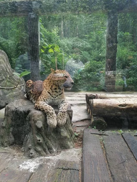 Eine Schöne Aufnahme Eines Jungen Leoparden — Stockfoto