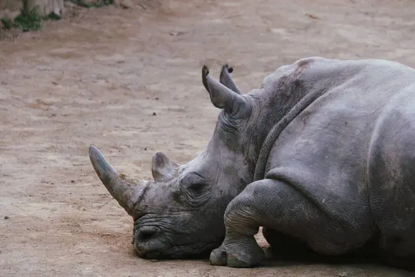 Nahaufnahme Eines Nashorns Der Savanne — Stockfoto