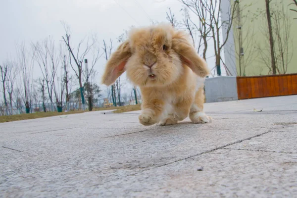 Chien Mignon Dans Rue — Photo